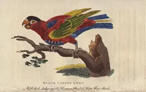 Edwards Prints: Black-capped lory, Lorius lory