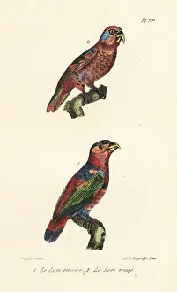 Completes Prints: Black-capped lory, Lorius lory, and red lory, Eos bornea