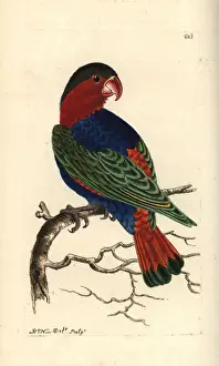 Psittacus Prints: Black-capped lory, Lorius lory
