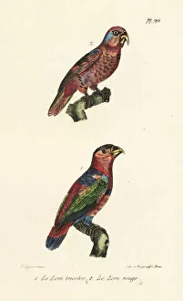 Oeuvres Collection: Black-capped lory, Lorius lory, and red lory, Eos bornea