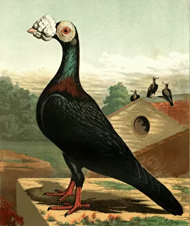 Details Gallery: Black Carrier Cock Pigeon