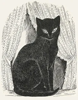 Black Cat