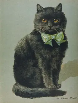 Indoors Prints: Black Cat with Ribbon