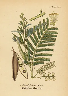 Acacia Gallery: Black catechu, Acacia catechu