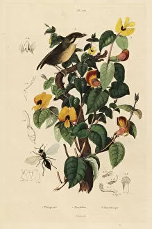 Guerin Meneville Collection: Black-cheeked gnateater, handsome sweetpea and wasp