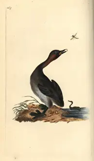 Black chin grebe, Podiceps hebridicus