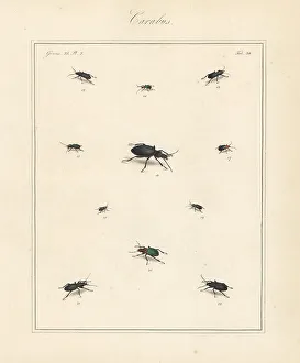 Black clock beetle, blue plunderer, violet ground beetle, etc
