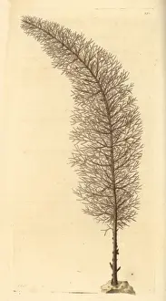 Black coral, Cupressopathes abies