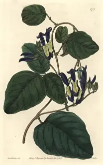 Dingy Prints: Black coral pea, Caulinia nigricans