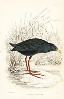 Swainson Prints: Black crake, Zapornia flavirostra