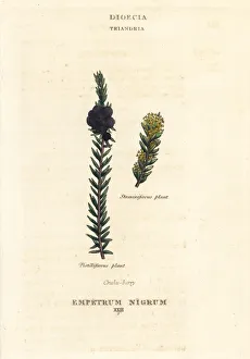 Black crowberry or crake-berry, Empetrum nigrum Black crowberry or crake-berry, Empetrum nigrum