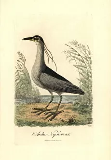 1815 Gallery: Black-crowned night heron, Nycticorax nycticorax