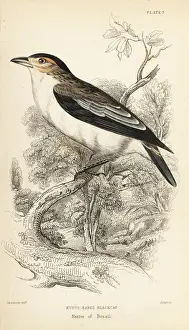 Black-crowned tityra, Tityra inquisitor