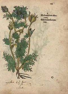 Black cumin, Nigella sativa