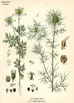 Seed Collection: Black cumin, Nigella sativa, and love-in-a-mist