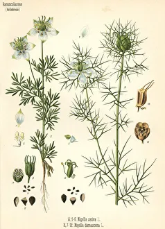 Medicinal Collection: Black cumin, Nigella sativa, and love-in-a-mist