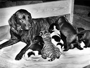 Black dog with puppies