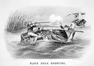 Black duck shooting