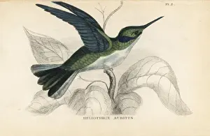 Black-eared fairy, Heliothryx auritus