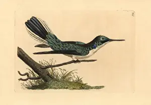 Eared Prints: Black-eared fairy hummingbird, Heliothryx aurita