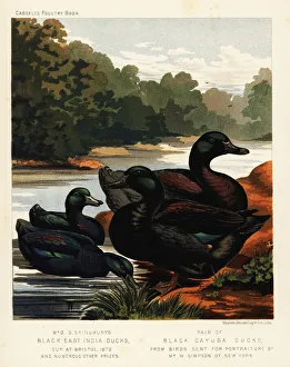 Anas Collection: Black East India ducks and black Cayuga ducks