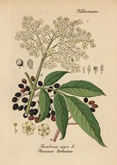 Gewachse Prints: Black elder, Sambucus nigra