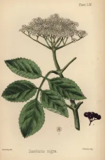 Homeopathica Prints: Black elder tree, Sambucus nigra