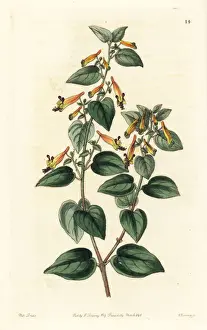 Black-eyed cuphea, Cuphea cyanea