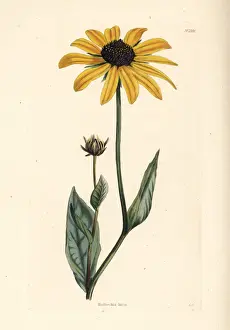 Cooke Prints: Black-eyed-susan, Rudbeckia hirta