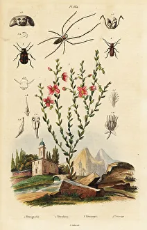 Spider Prints: Black-eyed susan, spider, and beetle