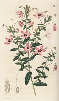 Shrub Prints: Black-eyed susan, Tetratheca hirsuta