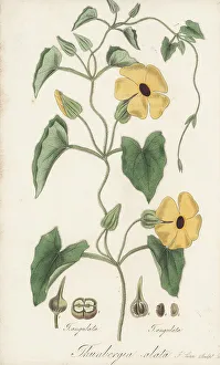 Zanzibar Prints: Black-eyed susan vine, Thunbergia alata