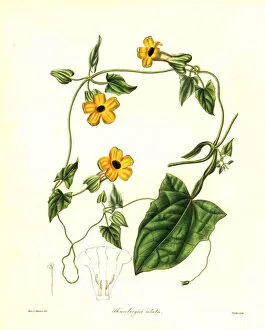 Alata Gallery: Black-eyed Susan vine or winged thunbergia, Thunbergia alata