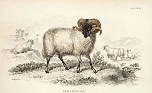 Aries Collection: Black-faced ram or Norfolk Horn, Ovis aries