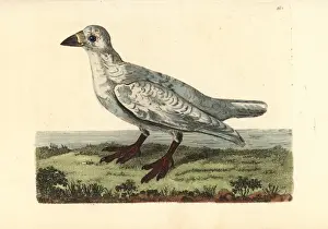 Black-faced sheathbill, Chionis minor