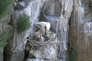 Nest Prints: Black-faced Spoonbill - adult at nest with young
