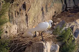 Black-faced Spoonbill - adults at nest