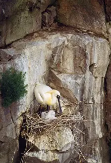 Parenting Prints: Black-faced Spoonbill - adults with young