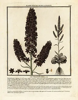 Colour Printing Prints: Black false hellebore, Veratrum nigrum