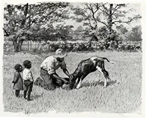 Calf Prints: Black Farmer feeds Calf from Bucket