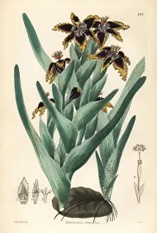 Crispa Prints: Black flag, Ferraria crispa