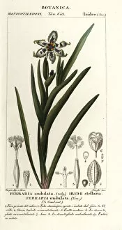 Images Dated 26th March 2020: Black flag or starfish iris, Ferraria undulata