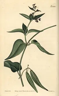 Black-flowered cynanchum, Cynanchum nigrum