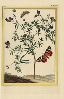 Arctia Gallery: Black-flowered lotus, Lotus jacobaeus