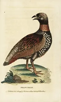 Black francolin, Francolinus francolinus