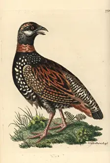 Thenaturalistsmiscellany Prints: Black francolin, Francolinus francolinus