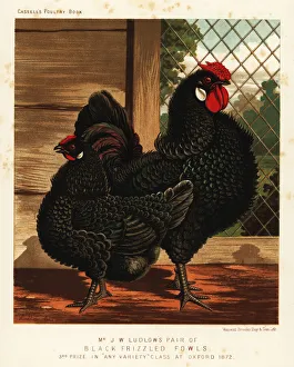 Irene Collection: Black frizzled fowl, cock and hen