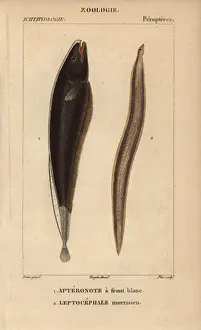 Conger Prints: Black ghost, Apteronotus albifrons, and conger