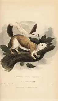 Sciurus Prints: Black giant squirrel or Malayan giant squirrel