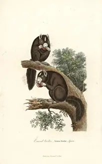 Black giant squirrel or Malayan giant squirrel